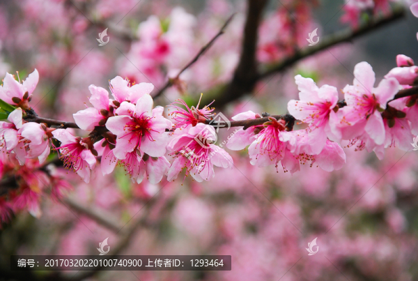 桃花春色