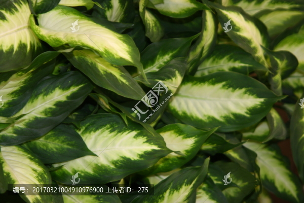 花卉設計素材,高格