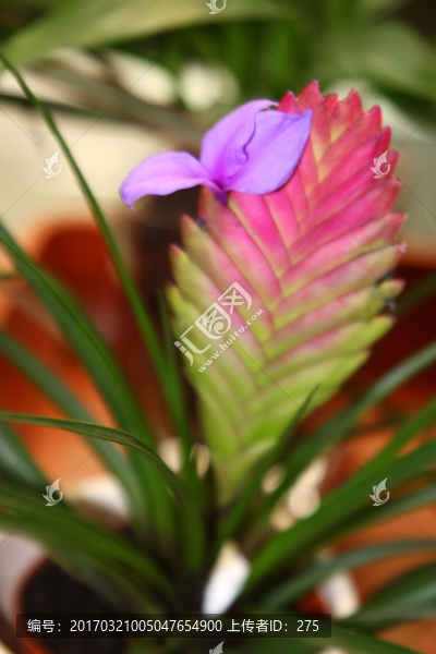 花卉之韻,高格