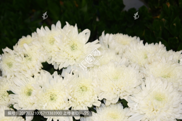 花卉白菊花,高格