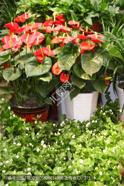 鮮花姿色,高格