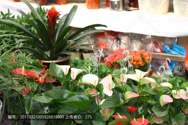 花卉姿色,高格