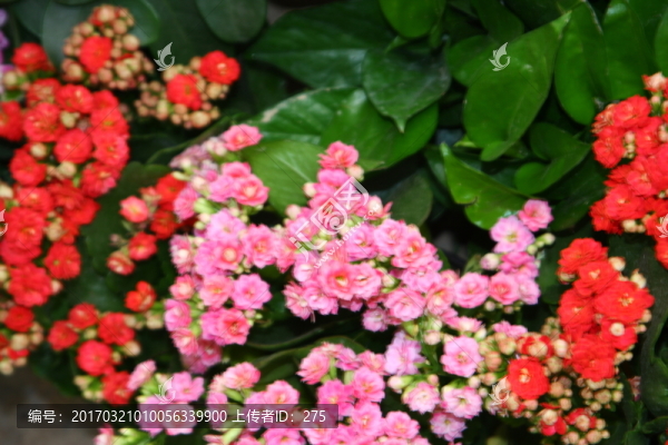 花卉長(zhǎng)壽花,高格