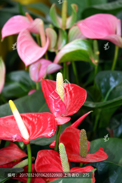 花卉火鶴花,高格