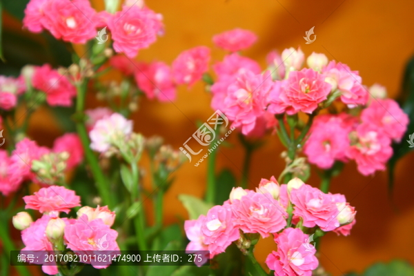 花卉之美,高格