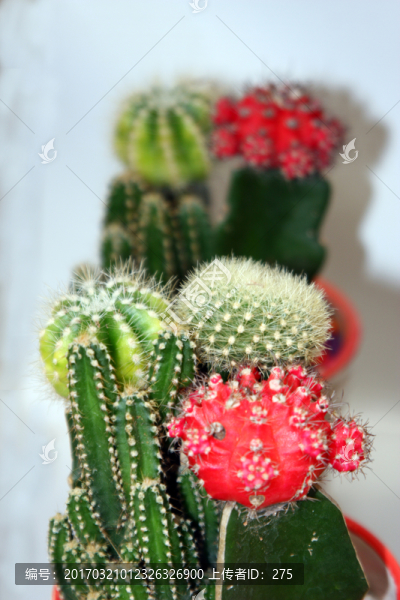 花卉姿色,高格