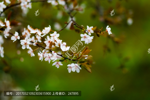 李花