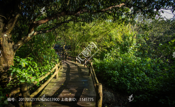 樹木風(fēng)景