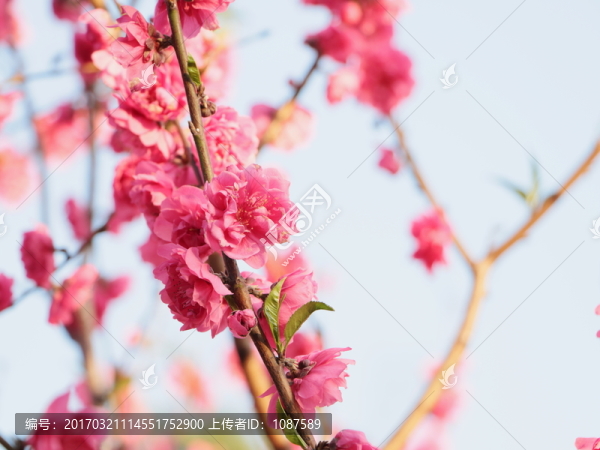 桃花