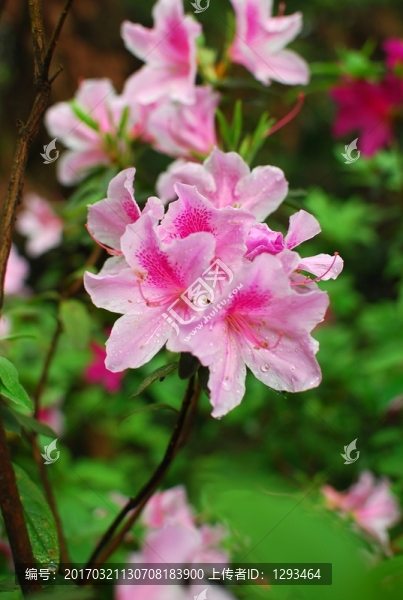 杜鵑花