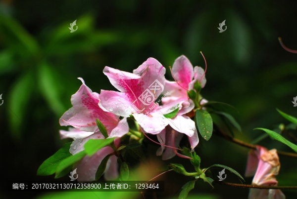 杜鵑花