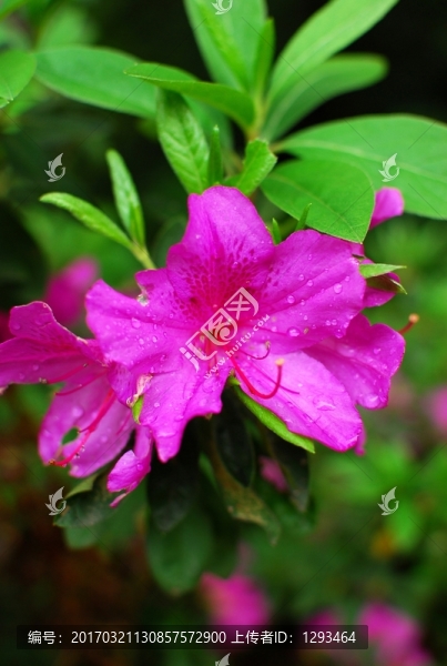 杜鵑花
