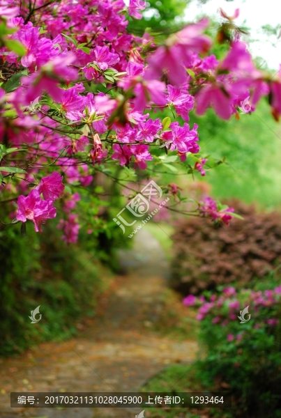 杜鵑花