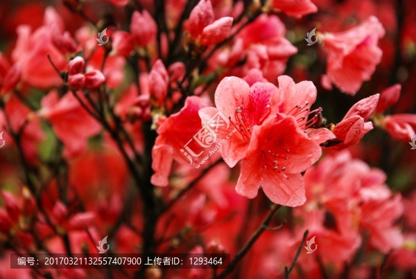 杜鵑花