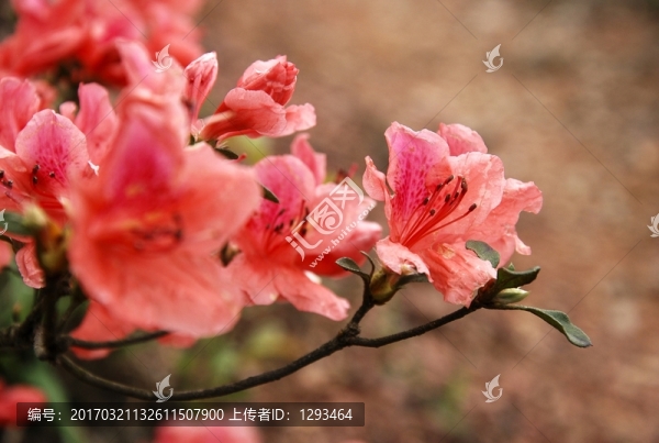 杜鵑花