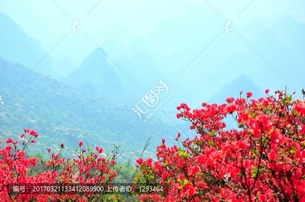 杜鵑花