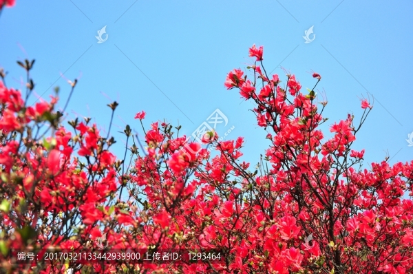 杜鵑花