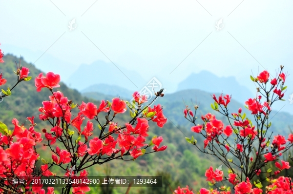 杜鵑花
