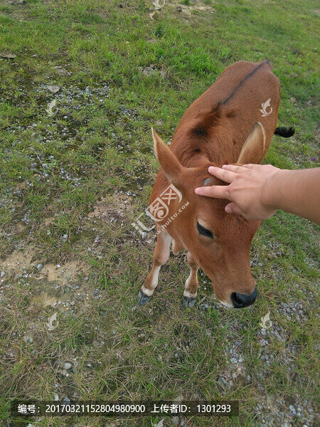 小黃牛