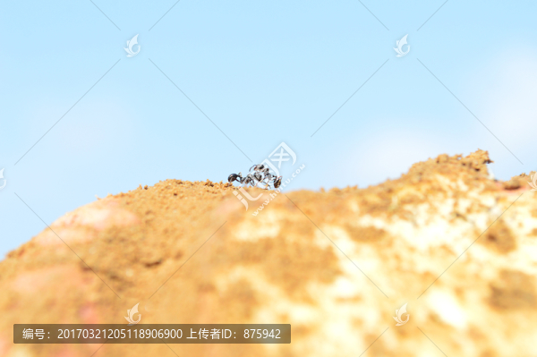 螞蟻