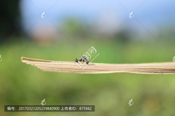 螞蟻