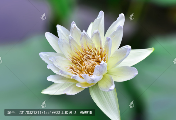蓮花睡蓮