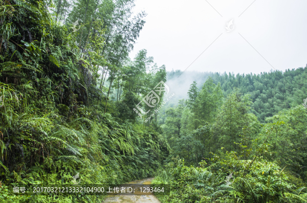 霧色山景