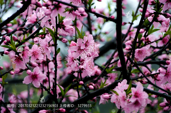 桃花