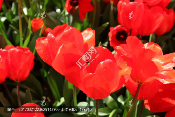 鮮花,郁金香,紅花,花朵,花叢