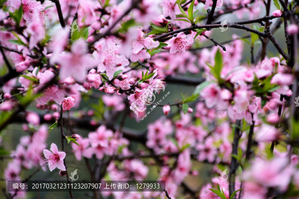 桃花