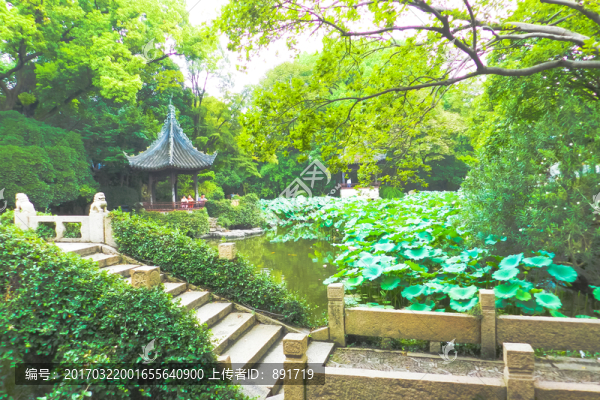 石橋,植物墻,園林小景