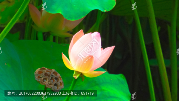 禪意荷花,意境荷花