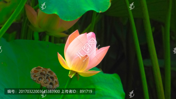 禪意荷花,意境荷花