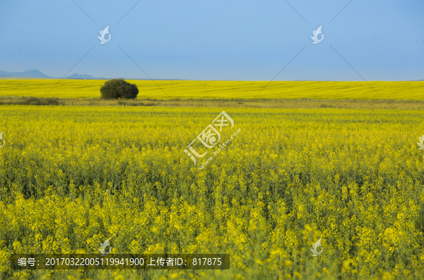 油菜花