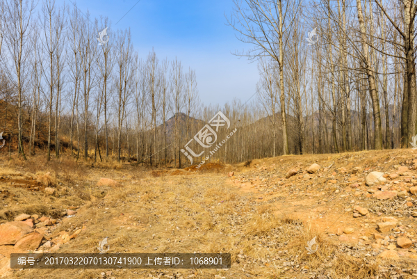 山谷,樹林