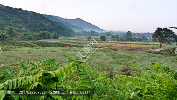 田園,風(fēng)光,景色,插圖