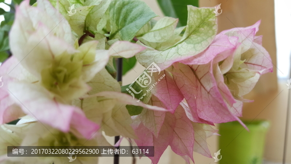 花卉,三角梅,五顏六色,美麗