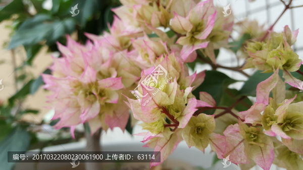 花卉,三角梅,五顏六色,美麗