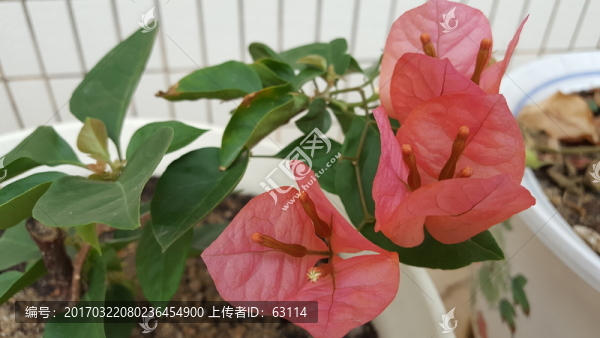 花卉,三角梅,五顏六色,美麗