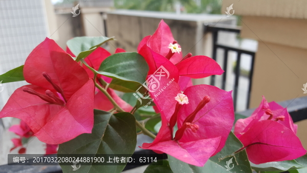 花卉,三角梅,五顏六色,美麗