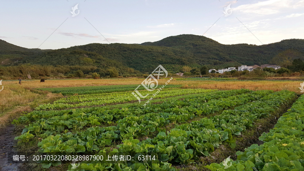 田園,風(fēng)光,景色,插圖,山