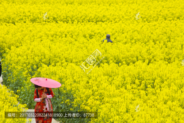 興化油菜花
