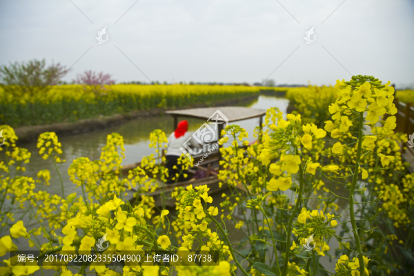 興化油菜花