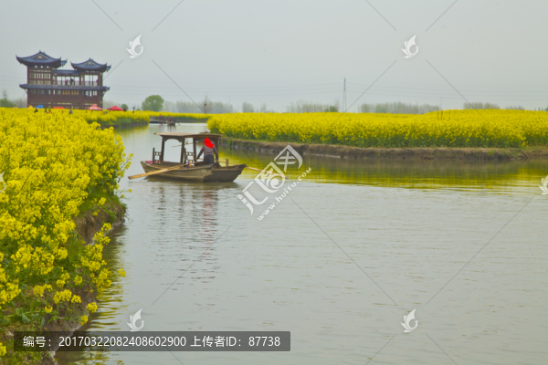 興化油菜花