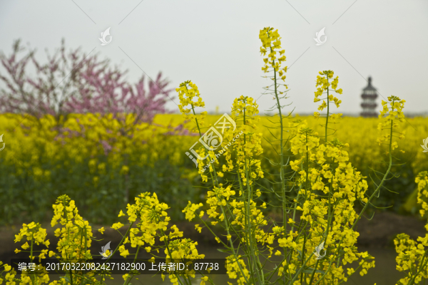 興化油菜花
