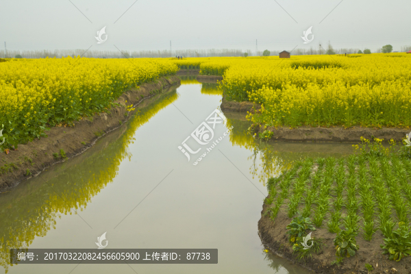 興化油菜花