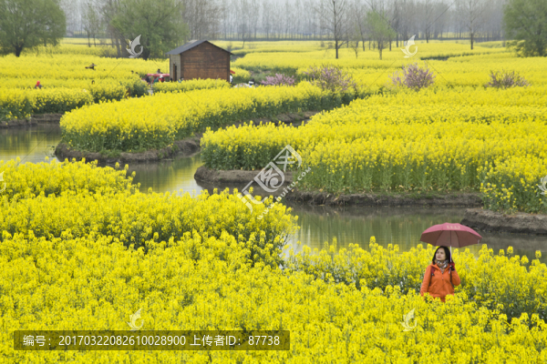 興化油菜花