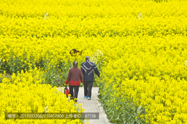 興化油菜花