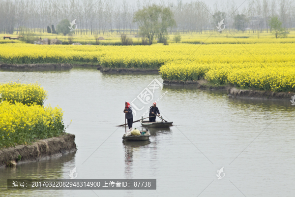興化油菜花