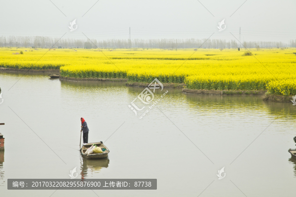 興化油菜花